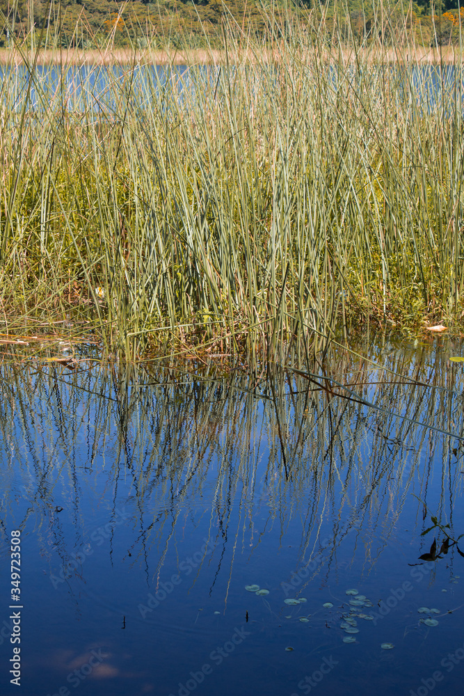 reeds in the water reeds in the water