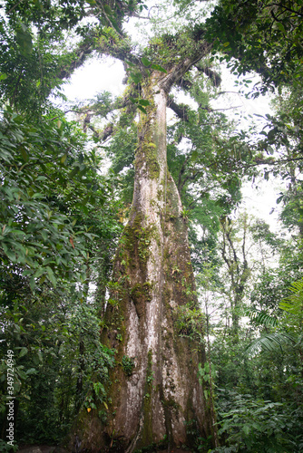 Fototapeta Naklejka Na Ścianę i Meble -  Large and old costa rican tree