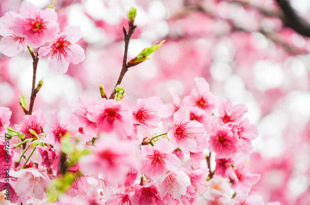 Cherry blossoms in the park.
