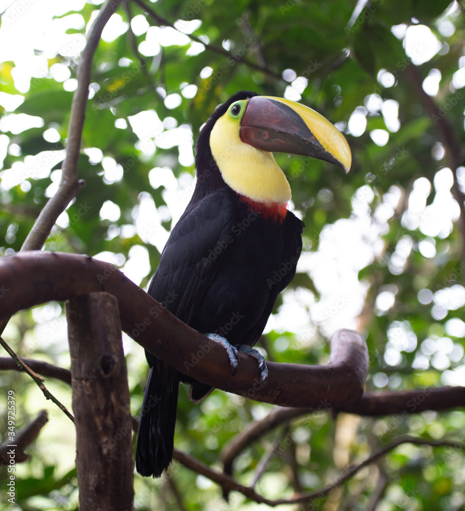 Fototapeta premium Toucan