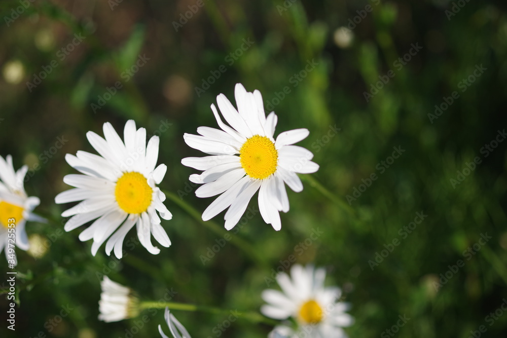 Obraz premium フランス小菊
