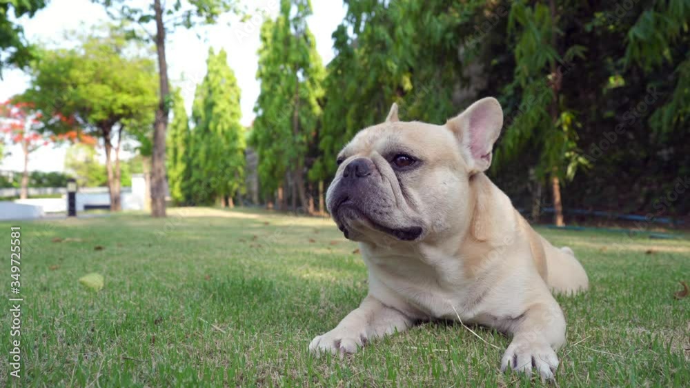 Exhausted french bulldog lying at park in summer. Exhausted french bulldog lying at park in summer.