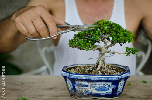 Man pruning a bonsai whith scissors photo