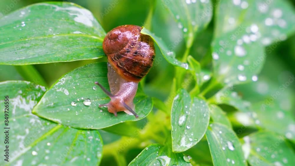 A snail crawling on a green leaf with drops of water A snail crawling on a green leaf with drops of water