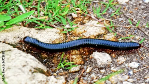 Giant African millipede wandering around - two profiles shots of the millipede slinking with all its legs - Gisenyi, Rubavu Rwanda -2019 photo