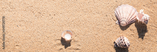 Canvas Print Sea shell on sand photographed from above, hot summer day on the beach, sunny tr