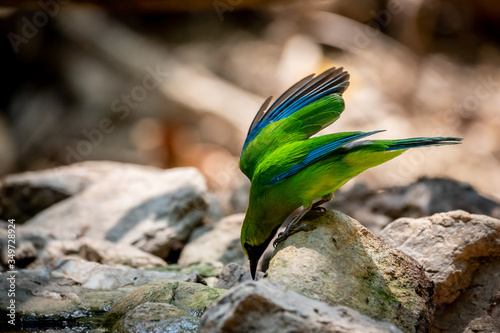 Blue-winged Leafbird is standing on the rock and looking for water. photo