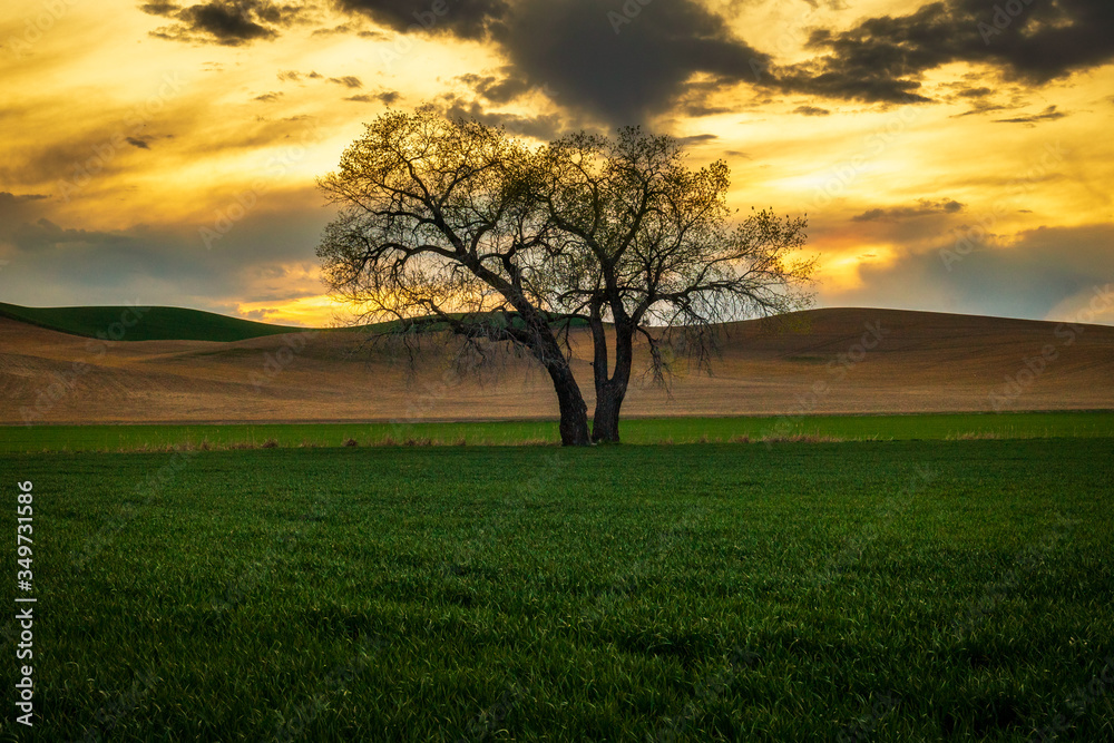 Lone Tree in a green field at sunset Lone Tree in a green field at sunset