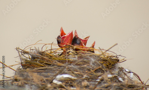 Obraz na płótnie New born nightingale baby birds