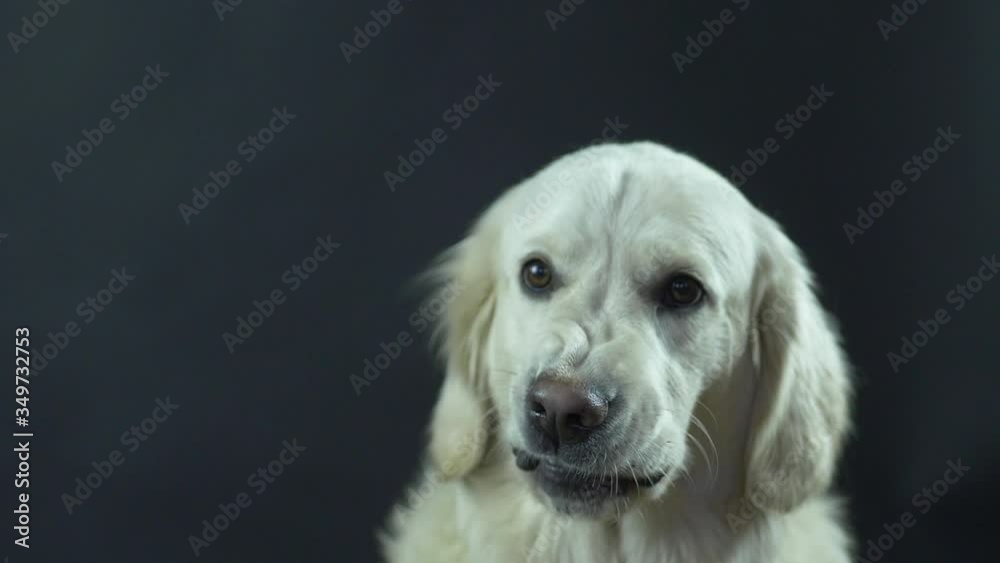 Head of a Golden Retriever on a black background close-up. The white dog licks its lips and waits for food. The dog licks its lips.