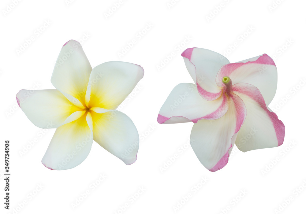 Naklejka premium Collection of Plumeria isolated on white background. Nature pattern of blossoming color exotic Frangipani flower, Close up of Plumeria or Frangipani 