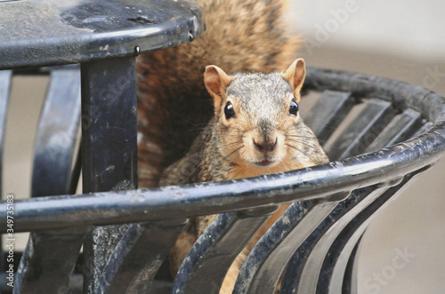 squirrel in the city