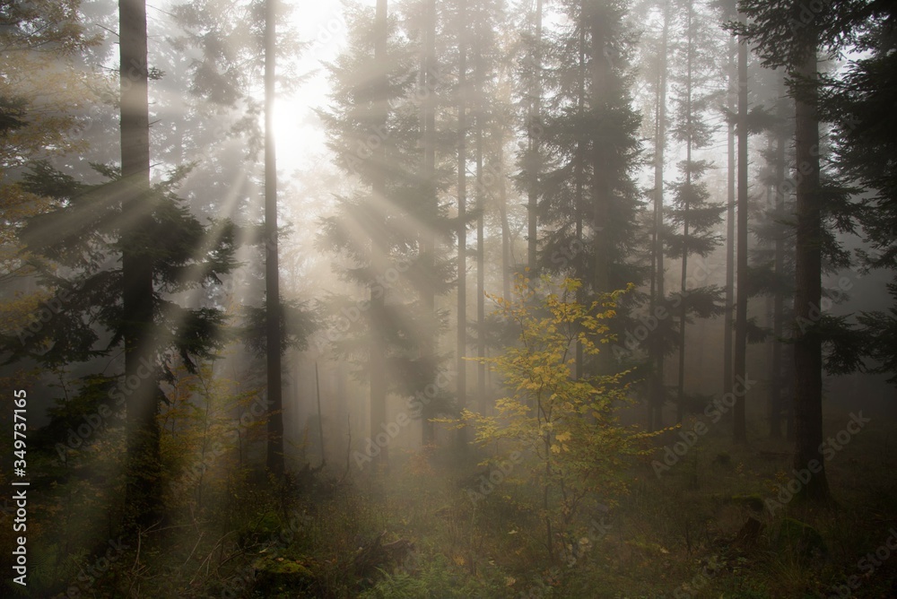 Nebelwald in den Vogesen