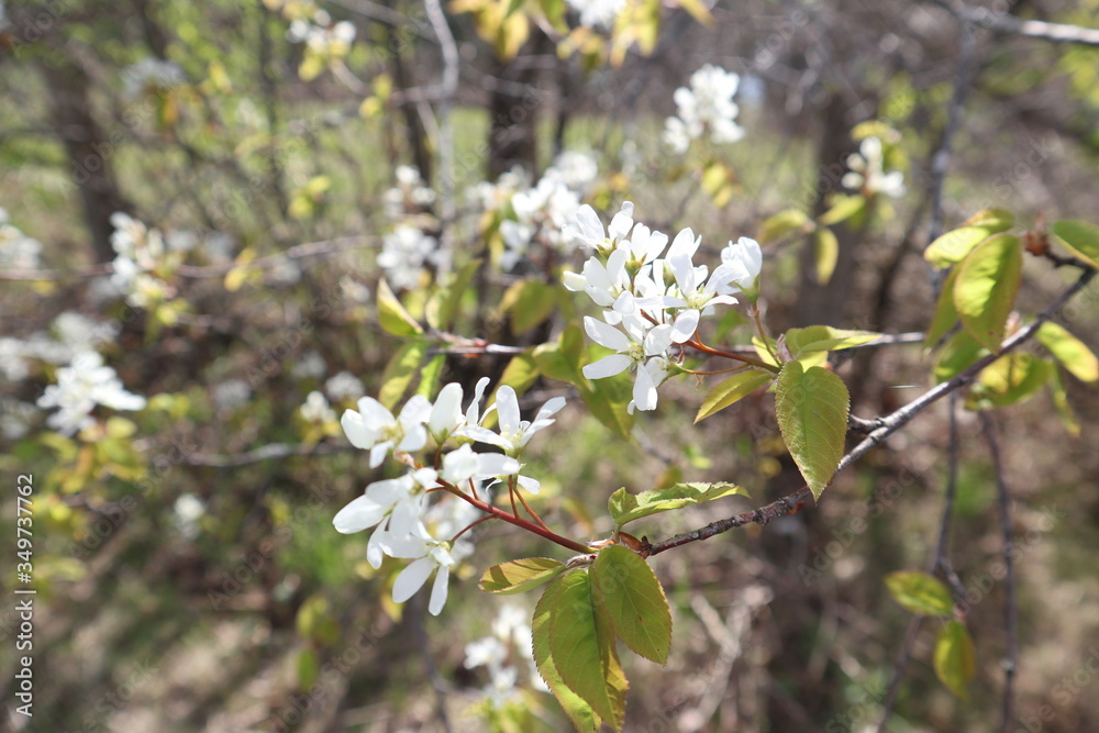 Signs of Spring: Serviceberry Signs of Spring: Serviceberry