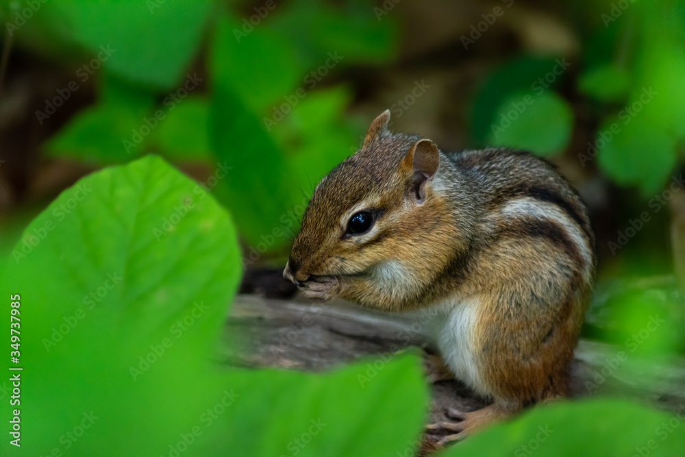 Chipmunk nibbling on a log amounst green leaves Chipmunk nibbling on a log amounst green leaves