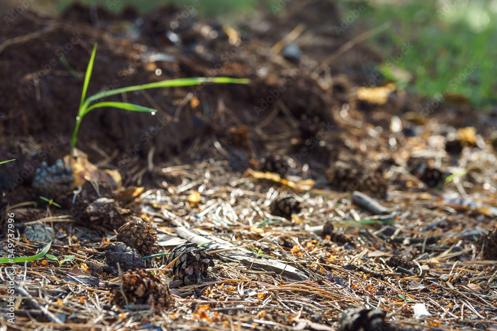 Fallen dry needles covering ground. Summer in subtropical forest. Woodland ecology. Fallen dry needles covering ground. Summer in subtropical forest. Woodland ecology.