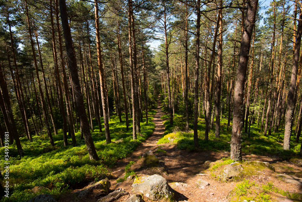 Kiefernwald bei Aubure in den Vogesen Kiefernwald bei Aubure in den Vogesen