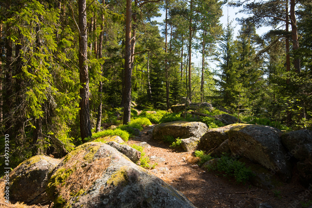 Kiefernwald bei Aubure in den Vogesen Kiefernwald bei Aubure in den Vogesen