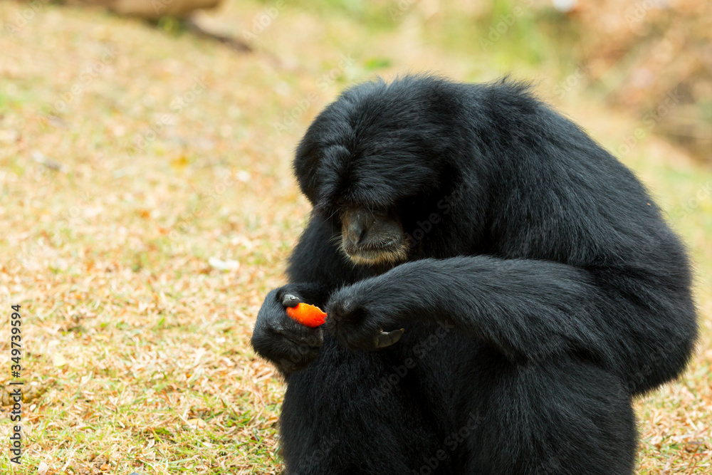 Close up of black Siamnang Gibbon eatting food on grass field Close up of black Siamnang Gibbon eatting food on grass field