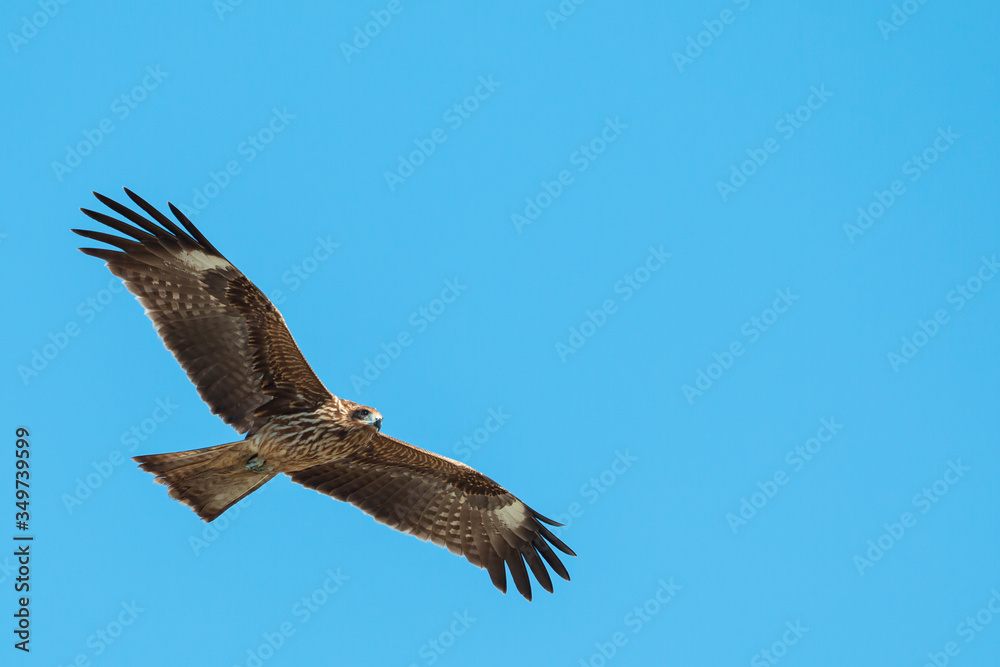 Adult red eagle fly on blue sky background with clipping path and copy space; Japanese eagle at Enoshima during summer season Adult red eagle fly on blue sky background with clipping path and copy space; Japanese eagle at Enoshima during summer season