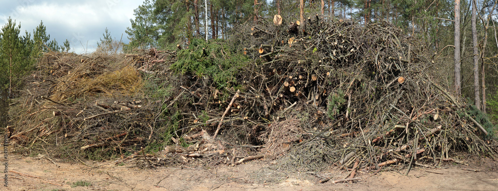 Large pile of fresh cuts of wooden pine branches and trunks in forest Large pile of fresh cuts of wooden pine branches and trunks in forest