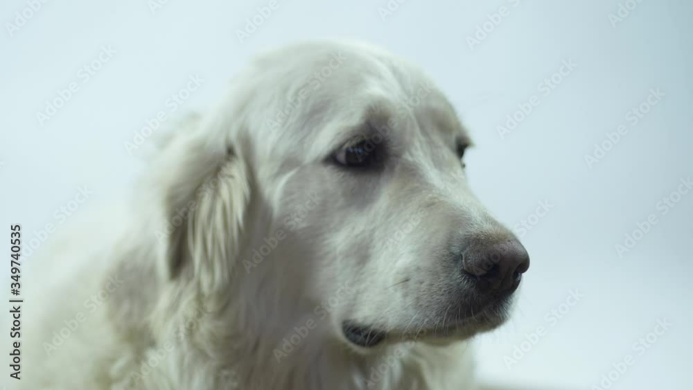 Close-up of the Retriever's head on a white background. The white dog licks its lips and waits for the command to eat. Close-up of the Retriever's head on a white background. The white dog licks its lips and waits for the command to eat.
