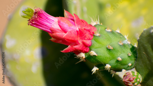 Pink Cactus flower blooming, kaktus cactus flower hot sommer flourishing