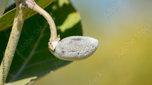 Calotropis gigantea (crown flower)  Violet aak aakao flower Fruit Leaf Plant photo