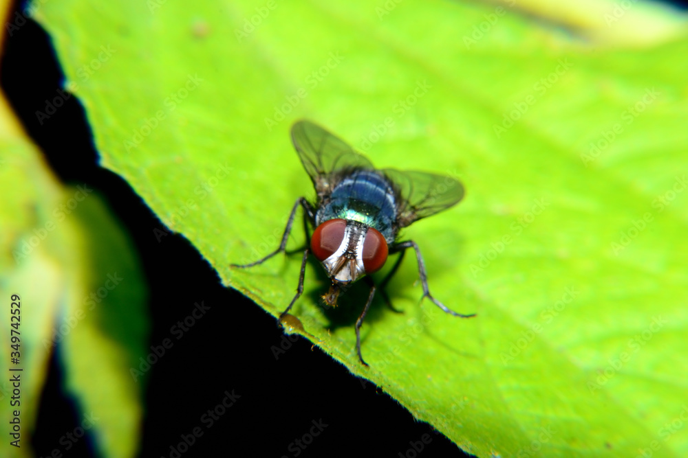 Flies with brown balls in his mouth