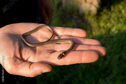 Young Grass Snake on Hand