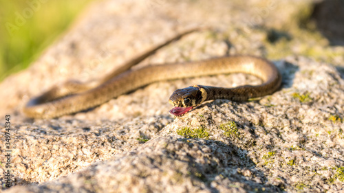 Young Grass Snake with open Mouth