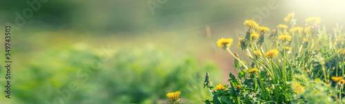 Yellow spring dandelions on the meadow. Dandelion placed on the right side of the panoramic banner