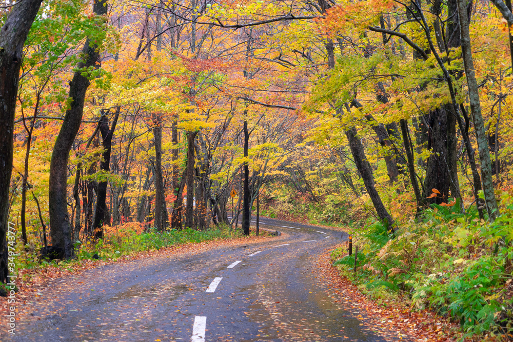 Fototapeta premium Beautiful nature background and wall paper of curvy road pass through vibrant and colorful autumn forest in Oirase gorge in Tohoku, Japan. Tourist destination during autumn season