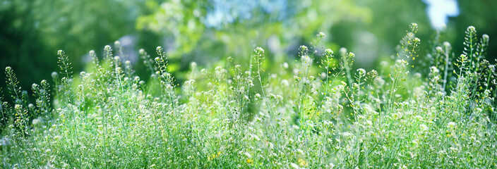 summer green nature background. Herb Shepherd's Purse (Capsélla búrsa-pastóris). banner. copy space.