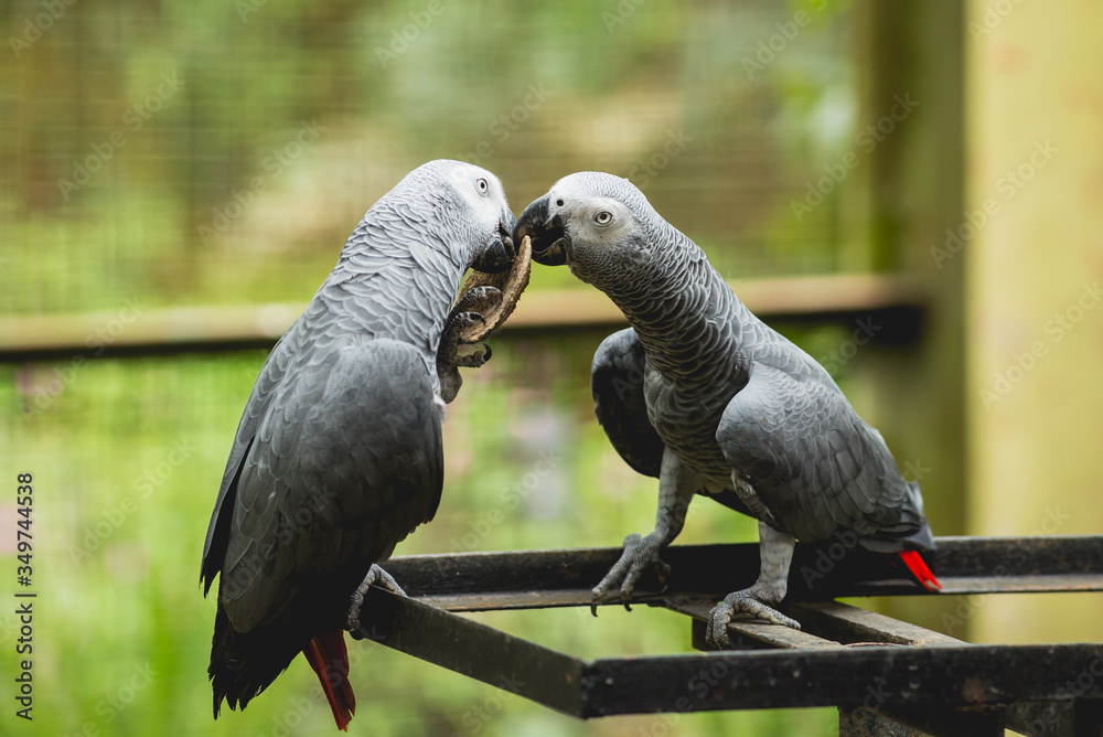 Obraz premium Parrots fighting for the food. Zoo, tropical reserve.