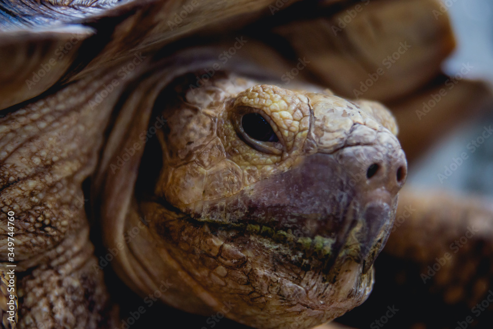 Coahuilan box turtle in the tropic garden. Terrapene Coahuila. Animals Coahuilan box turtle in the tropic garden. Terrapene Coahuila. Animals