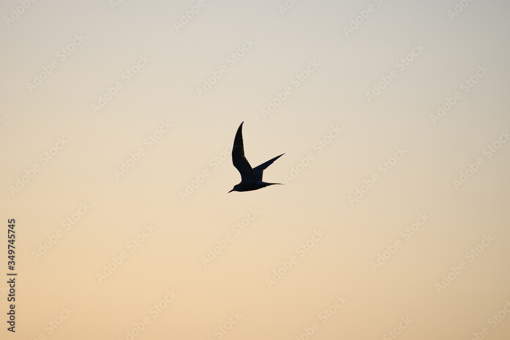 seagull in flight on sunset 