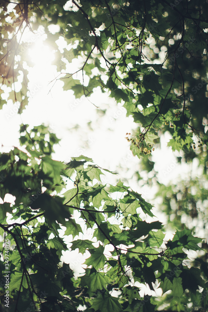 Natural background from plants Natural background from plants