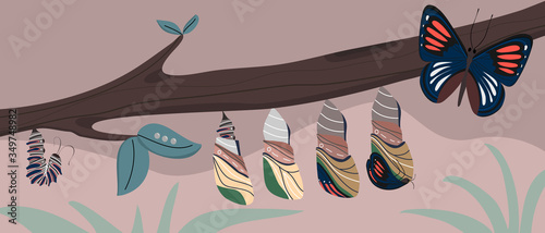 Beautiful blue Butterfly life cycle. Transformation of larva, caterpillar, pupa , metamorphosis , growth. Insect character- Flat vector illustration background