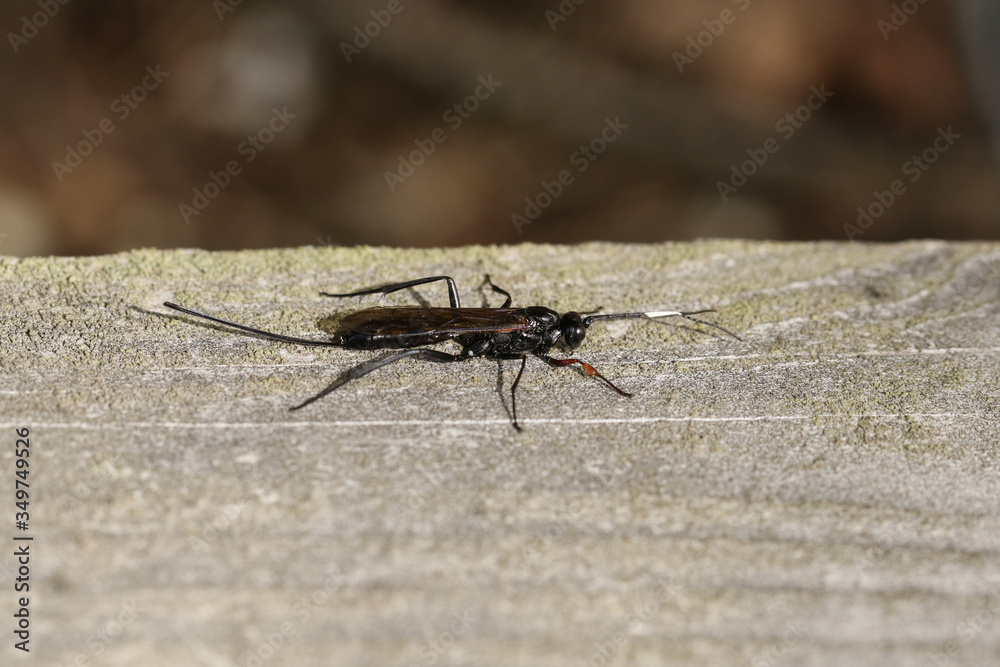 A large Echthrus reluctator Wasp, perching on a wooden fence in a forest in the UK.