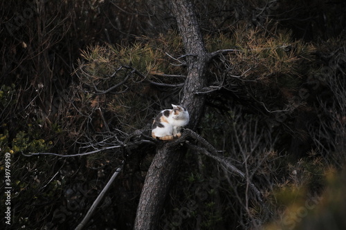 Photography cat sitting on the tree