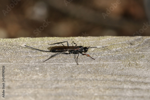 A large Echthrus reluctator Wasp, perching on a wooden fence in a forest in the UK.
