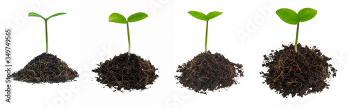 Small green plant in coconut soil, isolated on white background.