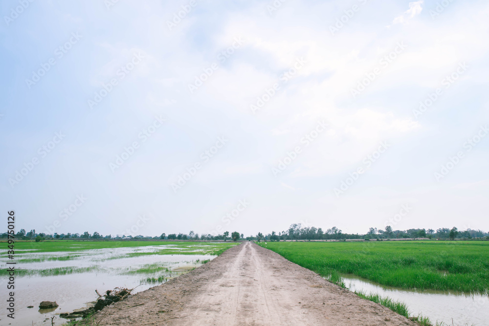 Walkway of rice paddies between rice paddies and paddy fields. The background mountain and bright blue sky with white clouds. country road in green rice field. Walkway of rice paddies between rice paddies and paddy fields. The background mountain and bright blue sky with white clouds. country road in green rice field.