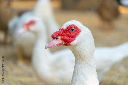 Muscovy duck (Cairina moschata) is a large duck native to Mexico and Central and South America.It is bred for meat, feathers and eggs, as pets
