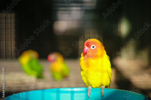 The orange budgie was perched on a plastic cup placed in a cage
