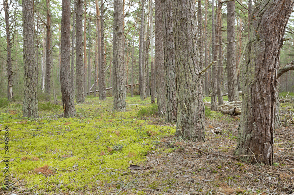 Obraz premium Untouched pine forest in a national park in sweden, this environment is important for many endangered animals