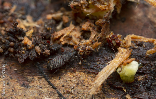 Weevil, Dryophthorus corticalis on pine wood photo