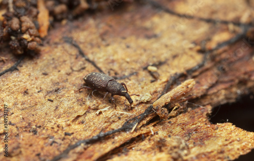 Weevil, Dryophthorus corticalis on pine wood photo