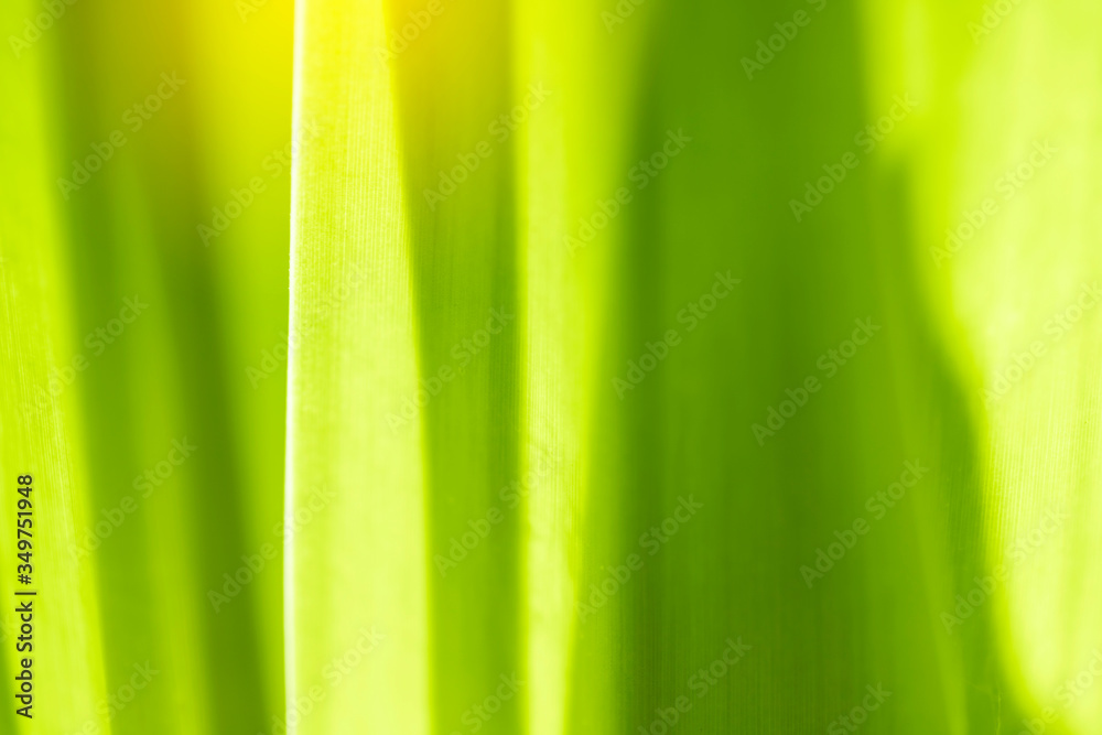 custom made wallpaper toronto digitalCloseup nature green leaf on blurred greenery background at morning sunlight with copy space using as background, fresh wallpaper concept.